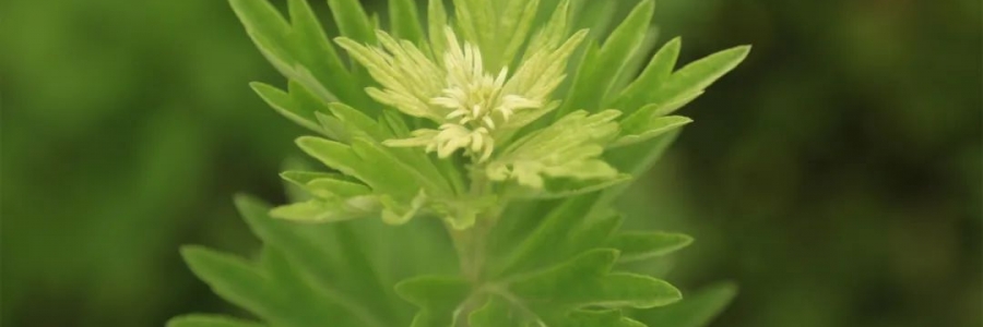 化成了灰也還是個寶，我勸你最好珍惜！